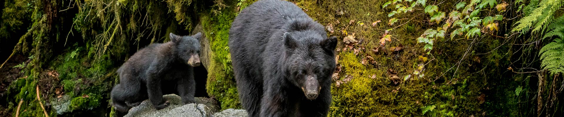 schoolfinder-title-bg