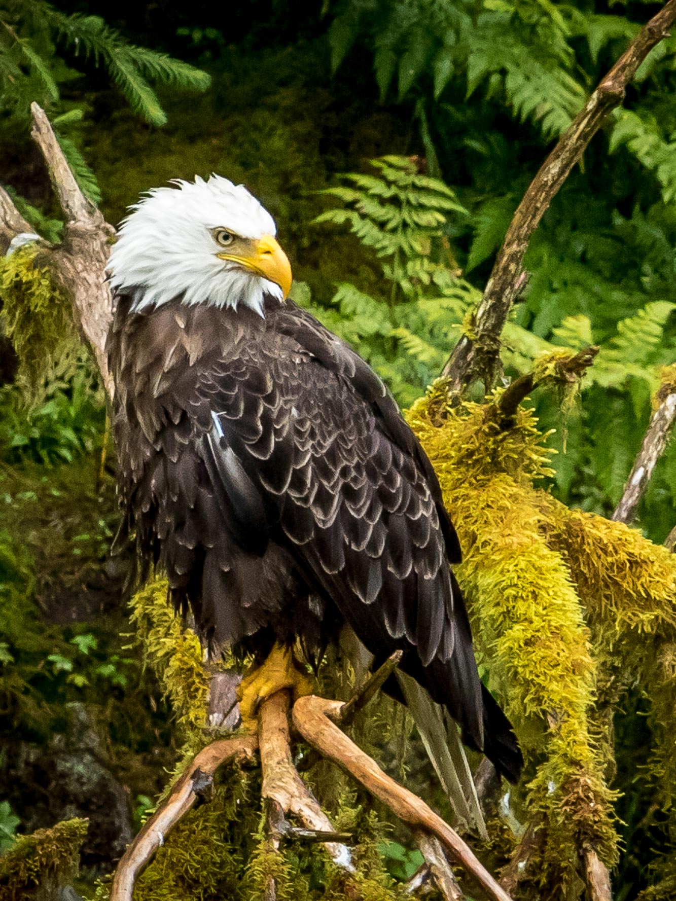 Wrangell Real Estate - Homes in beautiful Southeast Alaska