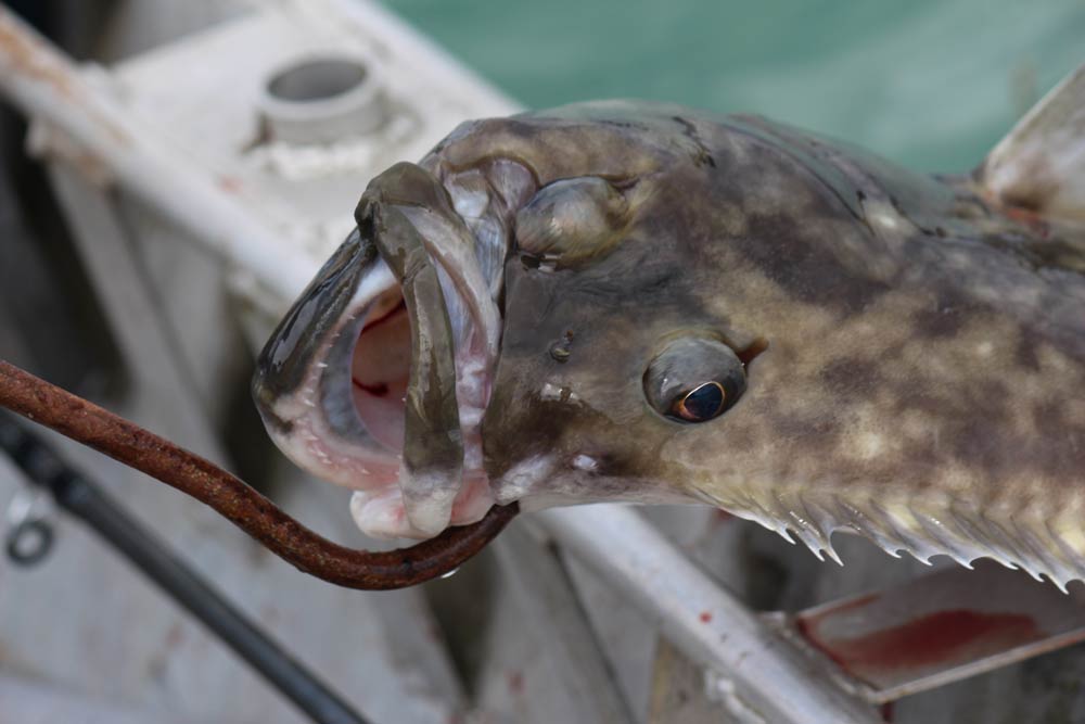 wrangell-fishing-2