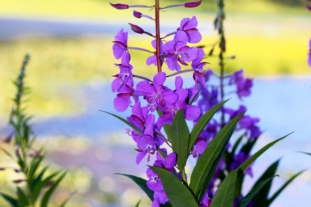 wrangell-flora-2