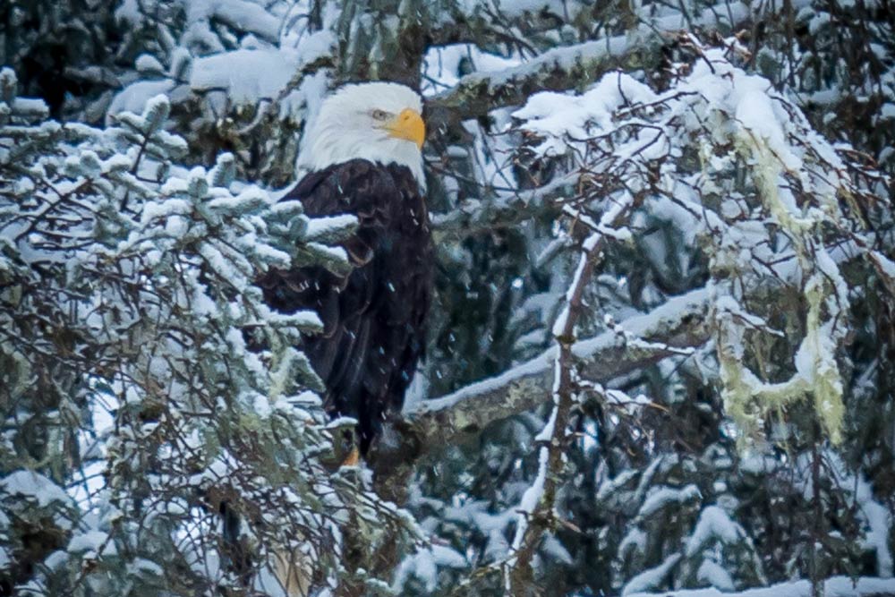wrangell-wildlife-2