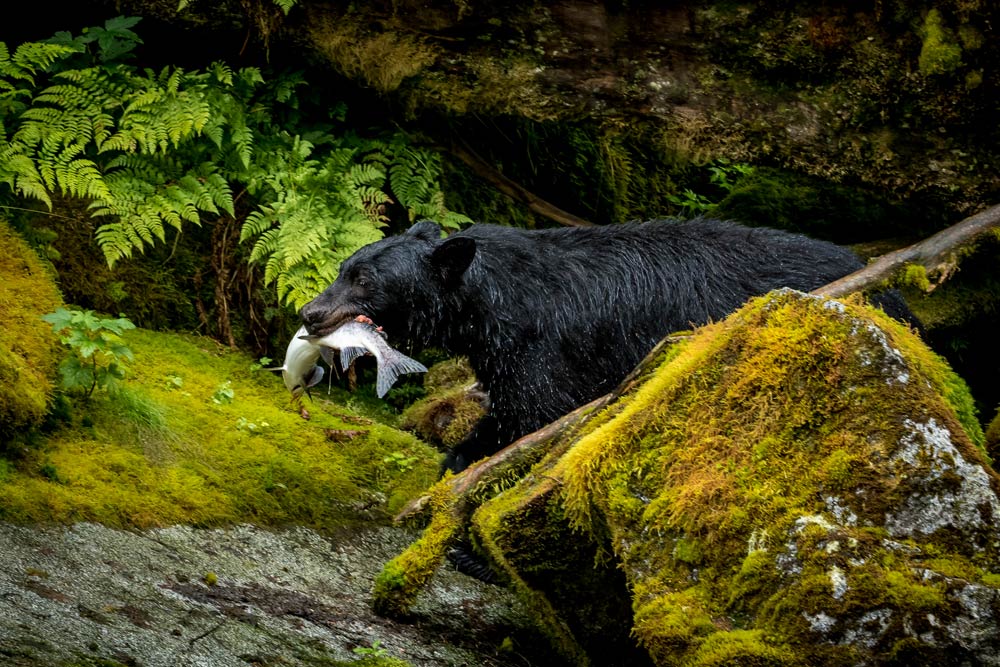 wrangell-wildlife-3