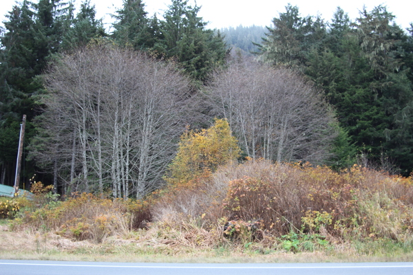 Lot B-1BB, Wrangell, Alaska 99929, ,Land,Lots and Land,Lot B-1BB,1140
