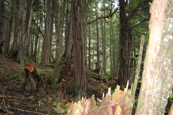 Lot B-1BB, Wrangell, Alaska 99929, ,Land,Lots and Land,Lot B-1BB,1140