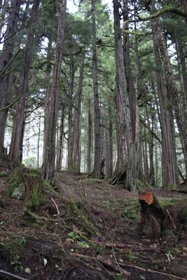 Lot B-1BB, Wrangell, Alaska 99929, ,Land,Lots and Land,Lot B-1BB,1140