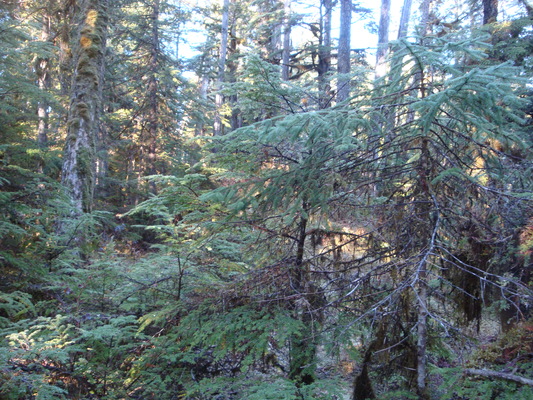 unit 1 block1 lot 1, wrangell, Alaska 99929, ,Land,Sold Listings,unit 1 block1 lot 1,1142