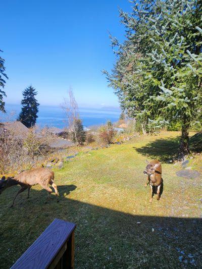 151 3rd, Wrangell, Alaska 99929, 1 Bedroom Bedrooms, ,2 BathroomsBathrooms,Single Family Home,Sold Listings,3rd ,1208