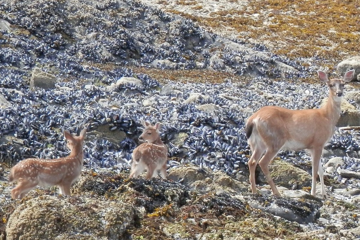 Olive Cove,wrangell,Alaska 99929,Land,Olive Cove,1021