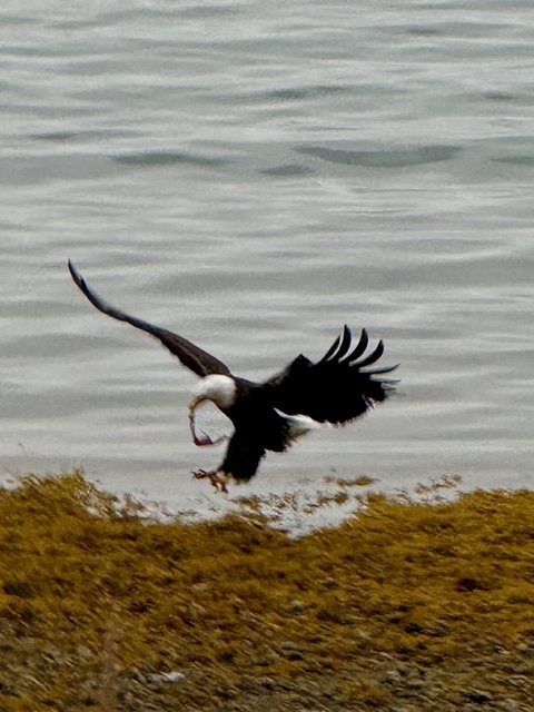 11.2 Zimovia Hwy, Wrangell, Alaska 99929, 2 Bedrooms Bedrooms, ,2 BathroomsBathrooms,Single Family Home,Homes,Zimovia Hwy,1233