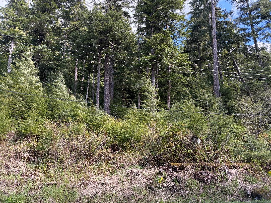 8 mile Zimovia Hwy, Wrangell, Alaska 99929, ,Land,Lots and Land,Zimovia Hwy,1243