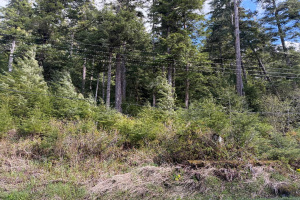 8 mile Zimovia Hwy, Wrangell, Alaska 99929, ,Land,Lots and Land,Zimovia Hwy,1243