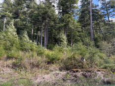 8 mile Zimovia Hwy, Wrangell, Alaska 99929, ,Land,Homes,Zimovia Hwy,1244